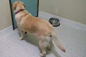 Picture of Goldie