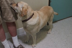 Picture of Goldie
