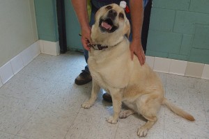Picture of Goldie