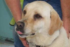 Picture of Goldie