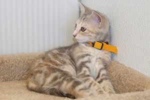 Picture of Gretel