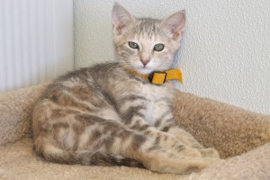 Picture of Gretel