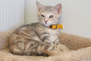 Picture of Gretel
