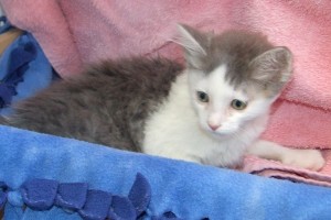 Picture of Hansel