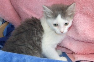 Picture of Hansel