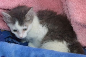 Picture of Hansel