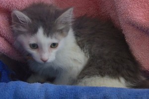 Picture of Hansel