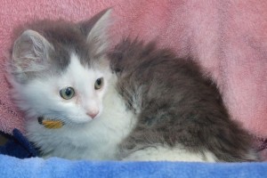 Picture of Hansel