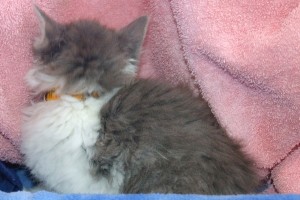 Picture of Hansel
