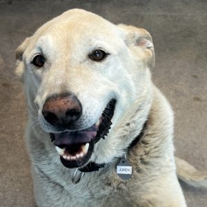 Picture of Jordy