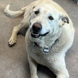 Picture of Jordy