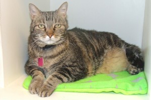 Picture of KC Girl