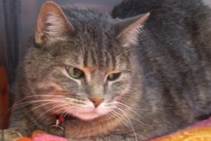 Picture of Laila