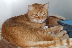 Picture of Little Big Man