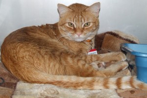 Picture of Little Big Man