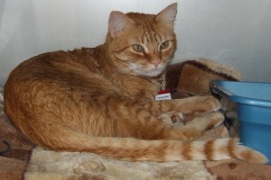 Picture of Little Big Man