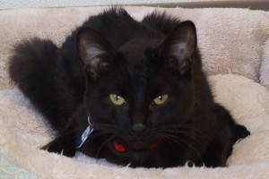 Picture of Lobo