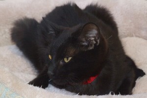Picture of Lobo
