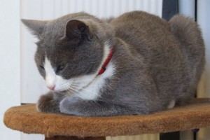 Picture of Lola