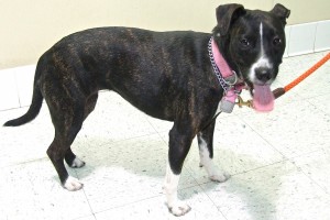 Picture of Lola