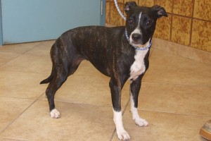 Picture of Lola
