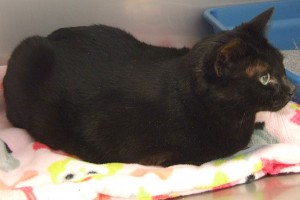 Picture of Maggie