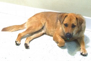 Picture of Marley