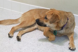 Picture of Marley