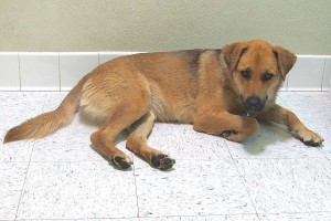 Picture of Marley