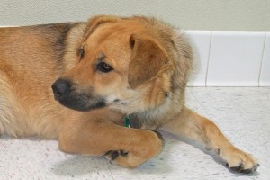 Picture of Marley