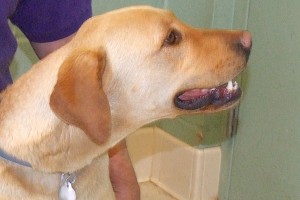 Picture of Maurice