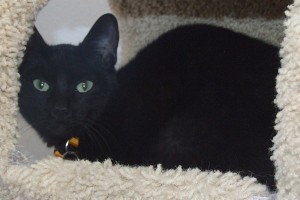Picture of Ollie