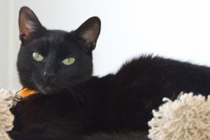 Picture of Ollie
