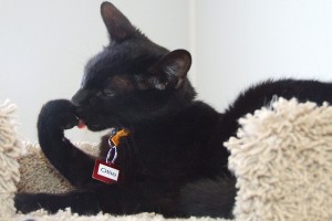 Picture of Ollie
