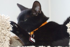 Picture of Ollie