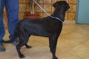 Picture of Oreo