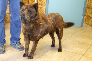Picture of Paco