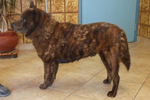 Picture of Paco