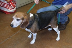 Picture of Petey Boy