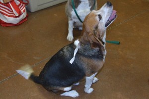 Picture of Petey Boy