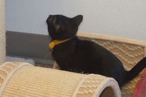 Picture of Petunia