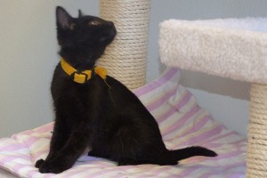 Picture of Petunia