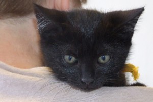 Picture of Petunia