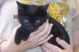 Picture of Petunia