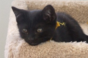 Picture of Petunia