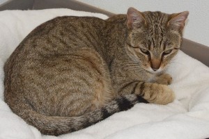 Picture of Rosie Posie