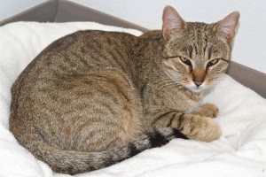 Picture of Rosie Posie