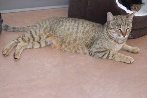 Picture of Rosie Posie