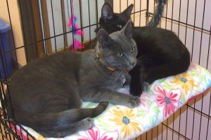 Picture of Shadow