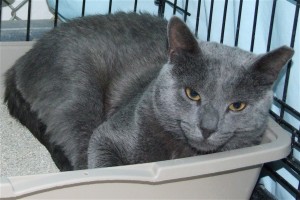 Picture of Slate